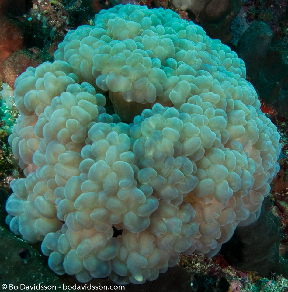 BD-090922-Bunaken-9223715-Plerogyra-sinuosa-(Dana.-1846)-[Rounded-bubblegum-coral].jpg